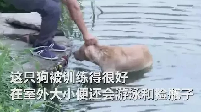 50公斤拉布拉多吃垮好心人 走失后被送回!