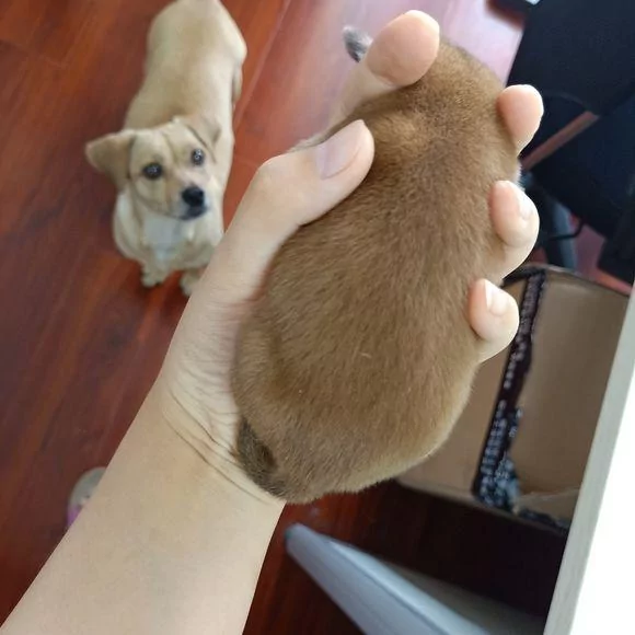 领回家的流浪狗产下一枚小奶狗 女孩抱起后 狗妈:你别弄坏了!