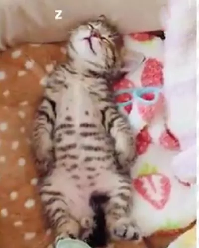 小奶猫做梦了 一只小脚丫抖个不停 太喜感了!