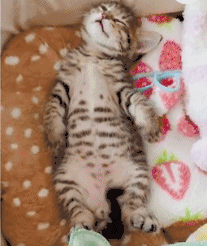 小奶猫做梦了 一只小脚丫抖个不停 太喜感了!