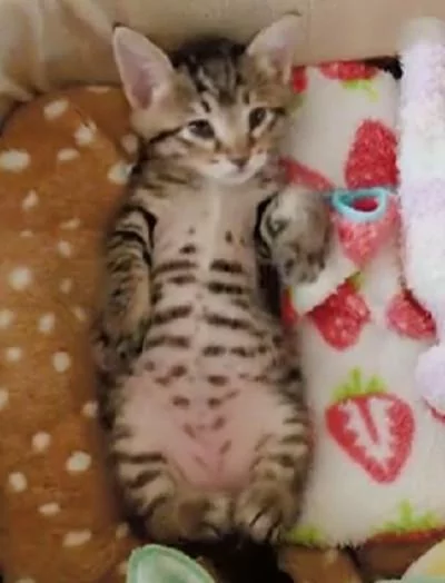 小奶猫做梦了 一只小脚丫抖个不停 太喜感了!