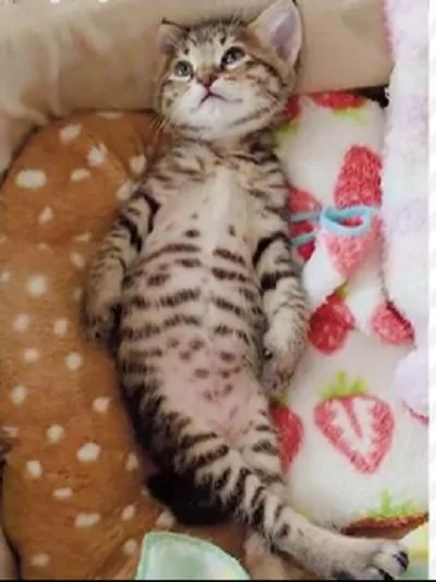 小奶猫做梦了 一只小脚丫抖个不停 太喜感了!