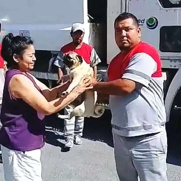 潜逃巴哥被清洁队捡到 坐垃圾车回到主人怀里…小脸臭到爆