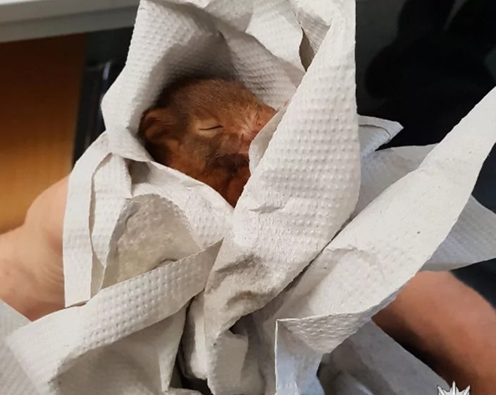 遭小松鼠狂追德男吓怕报警救助