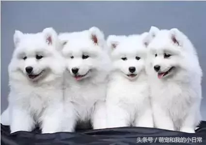 2018年评选:脾气最好的狗 金毛没上榜 二哈的排名令人不解!
