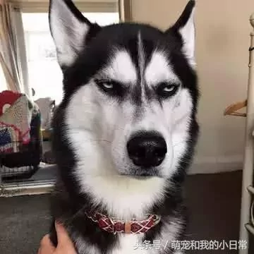 2018年评选:脾气最好的狗 金毛没上榜 二哈的排名令人不解!