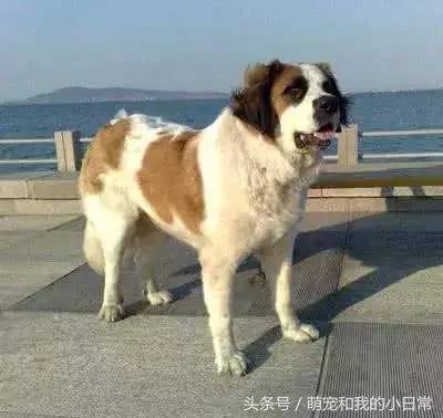 2018年评选:脾气最好的狗 金毛没上榜 二哈的排名令人不解!