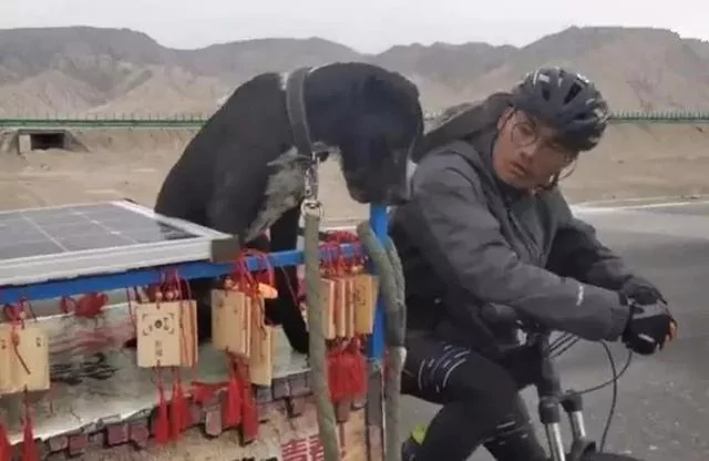 年迈狗狗陪20岁主人去西藏 主人推着小车 狗狗:一路一起走!