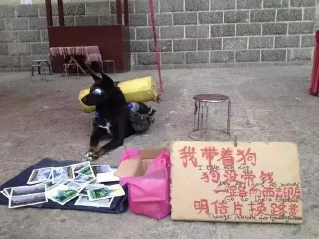 年迈狗狗陪20岁主人去西藏 主人推着小车 狗狗:一路一起走!