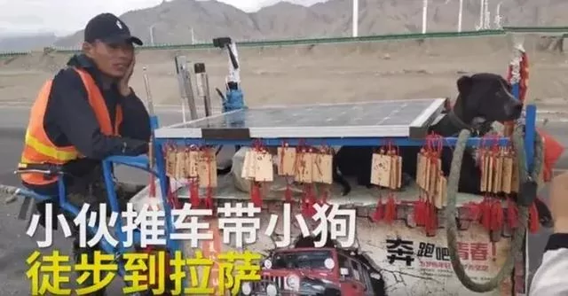 年迈狗狗陪20岁主人去西藏 主人推着小车 狗狗:一路一起走!