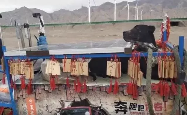 年迈狗狗陪20岁主人去西藏 主人推着小车 狗狗:一路一起走!