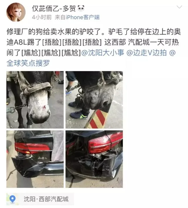 狗把驴咬了 驴受惊尥蹶子了 踢坏百万奥迪 警察也蒙了