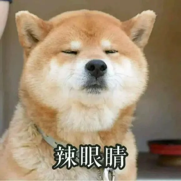 萌翻了!日本三只卡洞柴犬爆红成为新景点!网友直呼太可爱啦~