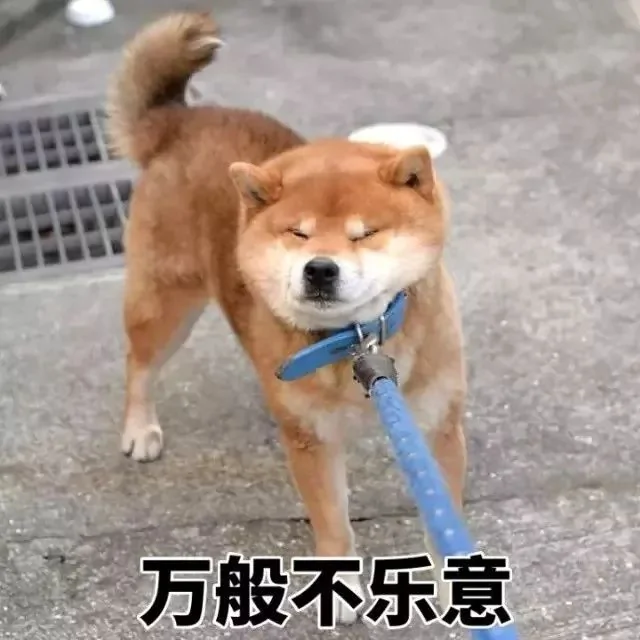 萌翻了!日本三只卡洞柴犬爆红成为新景点!网友直呼太可爱啦~