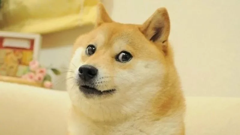 萌翻了!日本三只卡洞柴犬爆红成为新景点!网友直呼太可爱啦~