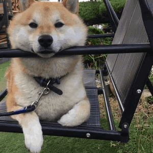 萌翻了!日本三只卡洞柴犬爆红成为新景点!网友直呼太可爱啦~