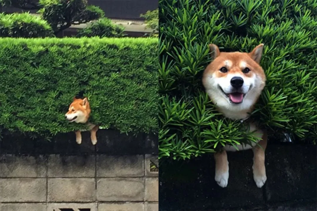 萌翻了!日本三只卡洞柴犬爆红成为新景点!网友直呼太可爱啦~