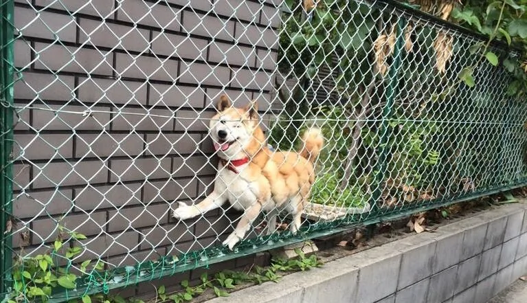 萌翻了!日本三只卡洞柴犬爆红成为新景点!网友直呼太可爱啦~