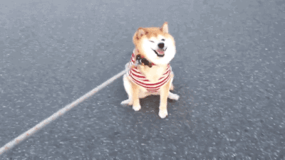 萌翻了!日本三只卡洞柴犬爆红成为新景点!网友直呼太可爱啦~