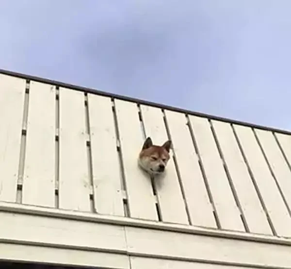 萌翻了!日本三只卡洞柴犬爆红成为新景点!网友直呼太可爱啦~
