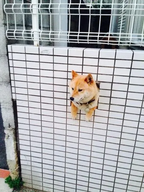 萌翻了!日本三只卡洞柴犬爆红成为新景点!网友直呼太可爱啦~