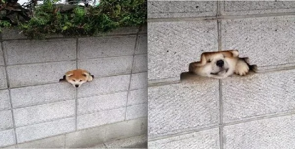 萌翻了!日本三只卡洞柴犬爆红成为新景点!网友直呼太可爱啦~