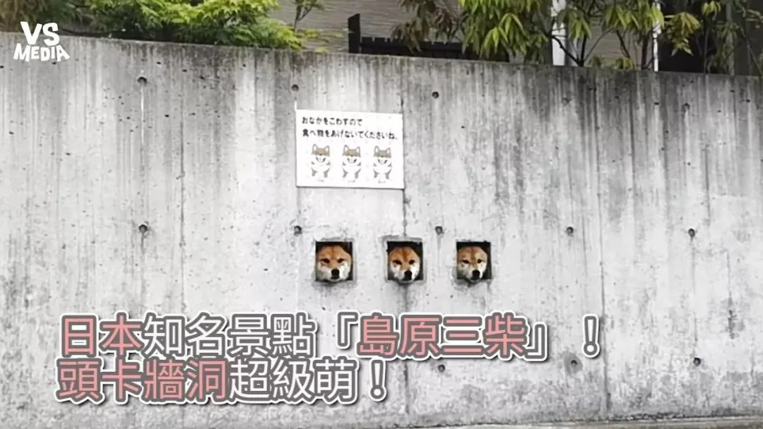 萌翻了!日本三只卡洞柴犬爆红成为新景点!网友直呼太可爱啦~