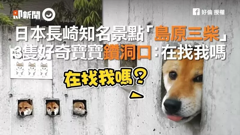 萌翻了!日本三只卡洞柴犬爆红成为新景点!网友直呼太可爱啦~