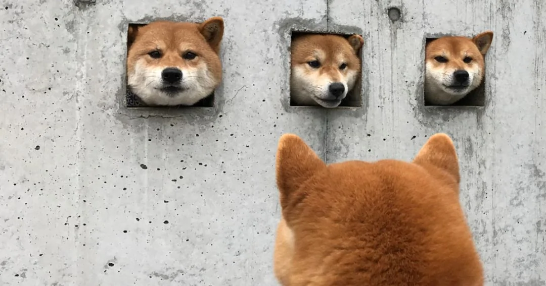 萌翻了!日本三只卡洞柴犬爆红成为新景点!网友直呼太可爱啦~