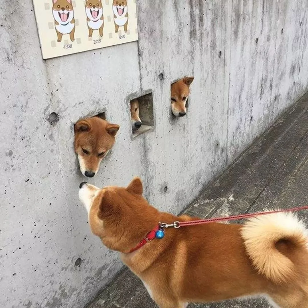 萌翻了!日本三只卡洞柴犬爆红成为新景点!网友直呼太可爱啦~