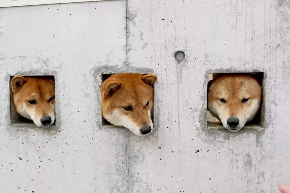 萌翻了!日本三只卡洞柴犬爆红成为新景点!网友直呼太可爱啦~