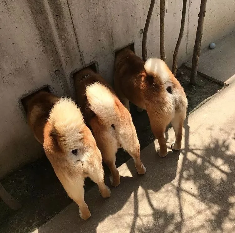 萌翻了!日本三只卡洞柴犬爆红成为新景点!网友直呼太可爱啦~