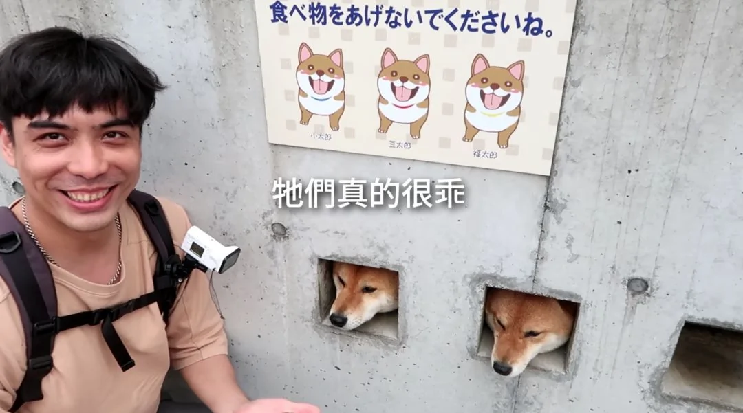 萌翻了!日本三只卡洞柴犬爆红成为新景点!网友直呼太可爱啦~