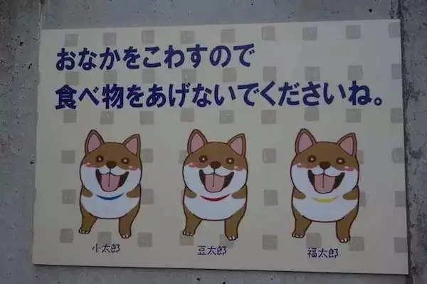 萌翻了!日本三只卡洞柴犬爆红成为新景点!网友直呼太可爱啦~