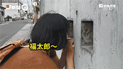 萌翻了!日本三只卡洞柴犬爆红成为新景点!网友直呼太可爱啦~