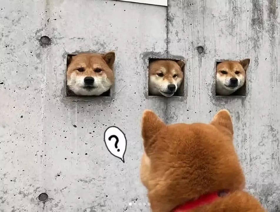 萌翻了!日本三只卡洞柴犬爆红成为新景点!网友直呼太可爱啦~