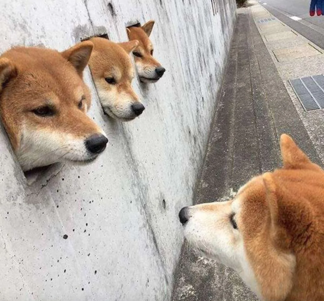 萌翻了!日本三只卡洞柴犬爆红成为新景点!网友直呼太可爱啦~