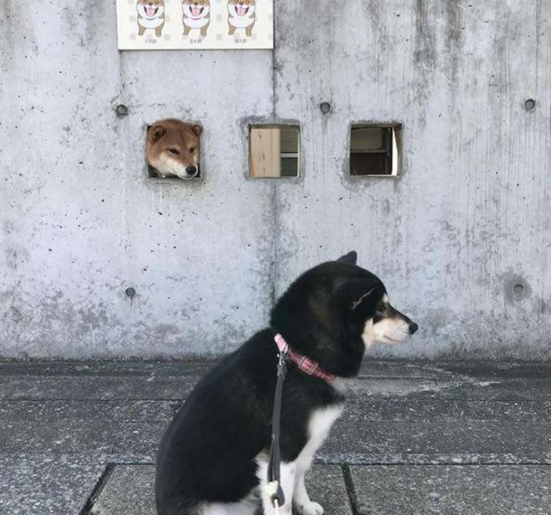 萌翻了!日本三只卡洞柴犬爆红成为新景点!网友直呼太可爱啦~