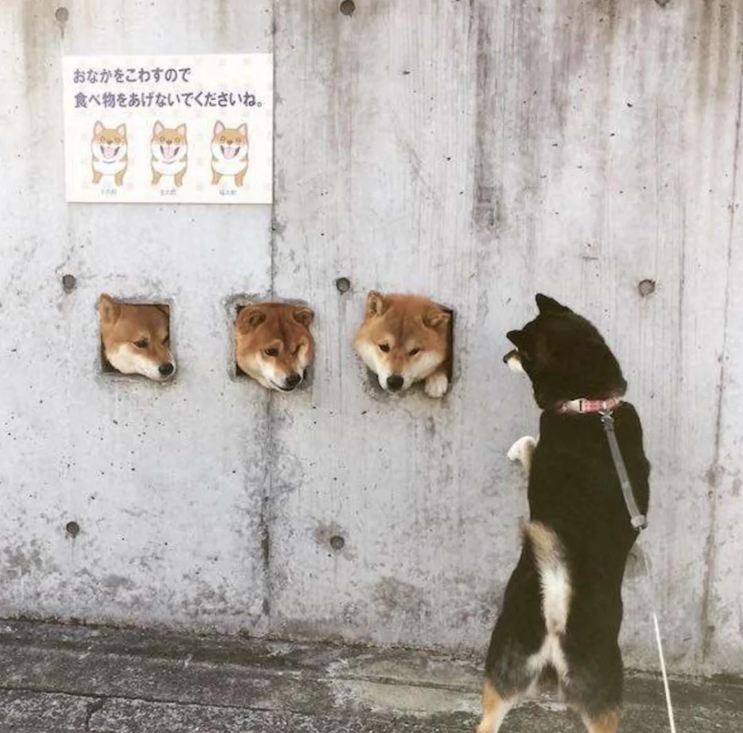 萌翻了!日本三只卡洞柴犬爆红成为新景点!网友直呼太可爱啦~