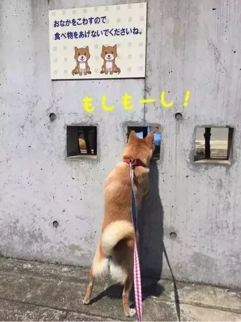 萌翻了!日本三只卡洞柴犬爆红成为新景点!网友直呼太可爱啦~