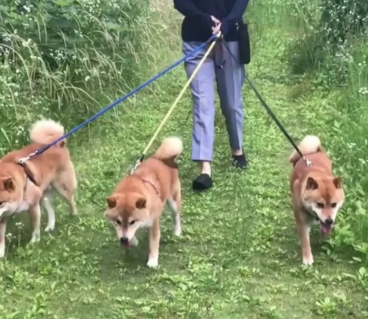 萌翻了!日本三只卡洞柴犬爆红成为新景点!网友直呼太可爱啦~