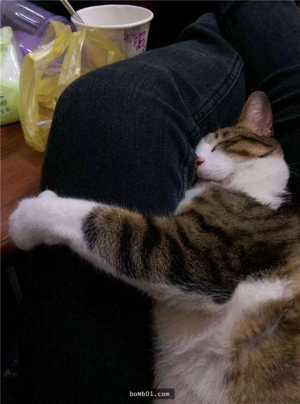 猫奴带着猫咪去上课 它的表现让老师都超意外!
