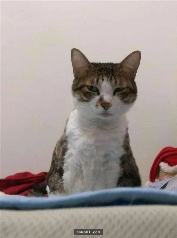 猫奴带着猫咪去上课 它的表现让老师都超意外!
