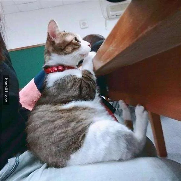 猫奴带着猫咪去上课 它的表现让老师都超意外!