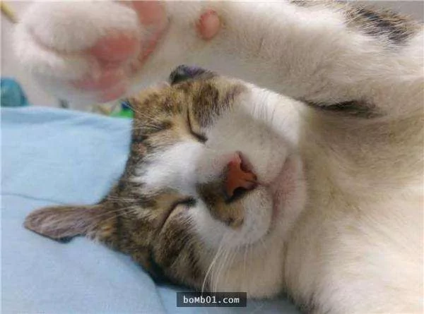 猫奴带着猫咪去上课 它的表现让老师都超意外!