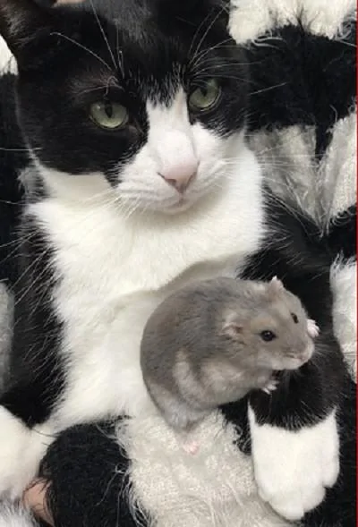 猫咪与仓鼠的关系很好 经常把它搂在自己怀里睡觉!