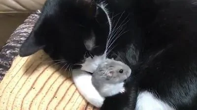 猫咪与仓鼠的关系很好 经常把它搂在自己怀里睡觉!