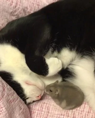 猫咪与仓鼠的关系很好 经常把它搂在自己怀里睡觉!