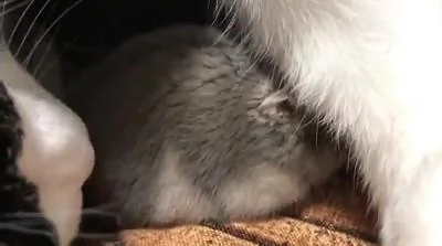 猫咪与仓鼠的关系很好 经常把它搂在自己怀里睡觉!
