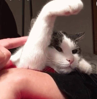 主人轻轻按了下猫咪那举起的手 猫咪转头不知所措的看着主人!